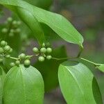 Smilax spinosa Feuille