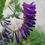 Vicia cracca Flors