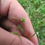 Cyperus hortensis Plante entière