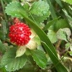 Potentilla indicaFruto