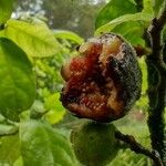 Ficus coronata Fruit