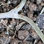 Dichondra micrantha Bark