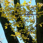 Fagus grandifolia Leaf