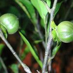 Diospyros samoensis Fruit