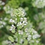 Lepidium virginicum 花