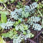 Coronilla viminalis Hoja