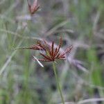 Cyperus corymbosus 花