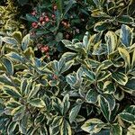 Euonymus japonicus Συνήθη χαρακτηριστικά