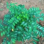 Sauropus androgynus Leaf