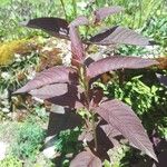 Lysimachia ciliataFulla