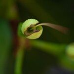 Barringtonia asiatica Fruit