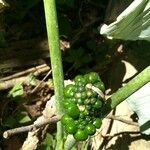 Arisaema dracontium Плід