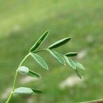 Astragalus australis 葉