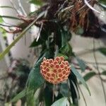 Hoya lacunosa Flor