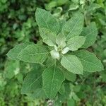 Chenopodium quinoa Лист