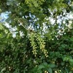 Acacia baileyana Blüte