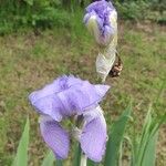 Iris pallida Flower