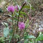 Epidendrum porphyreum Hoja