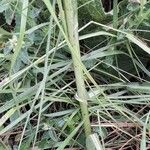 Tragopogon dubius Cortiza