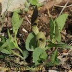 Aristolochia pallida ᱛᱟᱦᱮᱸ