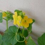 Cucumis meloFlower