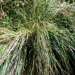 Carex cespitosa Habitus