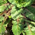 Crepis bursifolia Fulla