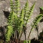 Equisetum pratense Хабит