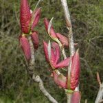 Magnolia officinalis फूल