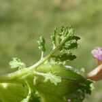 Pedicularis sylvatica Leaf