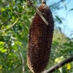 Amphilophium crucigerum Fruit