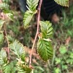 Betula utilis Blad