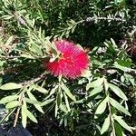 Callistemon citrinusЦвят