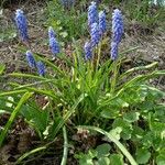 Muscari armeniacum Plante entière