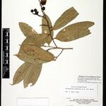 Eschweilera albiflora