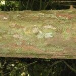 Chaetocarpus schomburgkianus Corteza