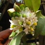 Calyptrochilum emarginatum Λουλούδι