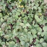 Rubus ulmifolius Plante entière