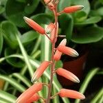 Aloe rauhii Kvet