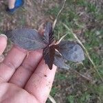 Lycopus uniflorus Leaf