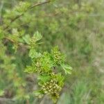 Crataegus monogynaपत्ता