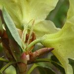 Rhododendron triflorum Flower