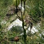 Lilium carniolicum Bloem