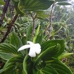 Atractocarpus colnettianus Blomma