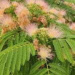 Albizia julibrissinBlomst