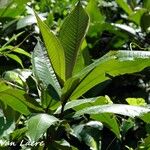 Miconia impetiolaris Leaf