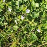 Wahlenbergia hederacea Flor