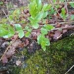 Corroyère à feuilles de myrteLevél