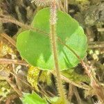 Potentilla grandiflora 花