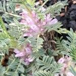 Astragalus sempervirens Λουλούδι